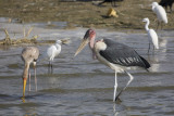 Marabou & Yellow-billed Stork