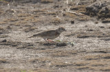 Red-capped Lark