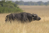 African Buffalo