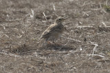 Plain-backed pipit