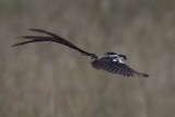 Pin-tailed Whydah