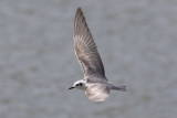 White-winged Tern