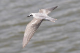 White-winged Tern