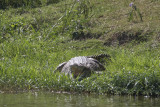 Nile Crocodile