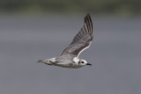 White-winged Tern