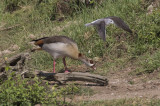 Egyptian Goose & Common Greenshank