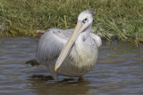 Pink-backed Pelican