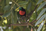 Scarlet-chested Sunbird