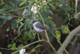 Black-crowned Waxbill