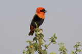 Southern Red Bishop