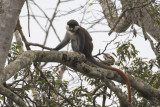 Red-tailed Monkey