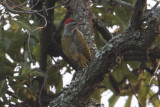 Speckle-breasted Woodpecker