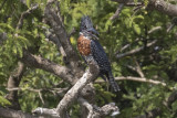 Giant Kingfisher