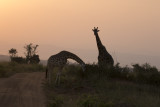 Giraffe sunset