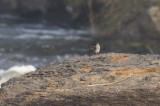 Rock Pratincole