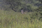 African Marsh Harrier