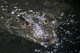 DSC00512Caiman.jpg