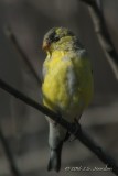 DSC00969AmericanGoldfinch.jpg