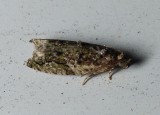 Maple Twig Borer Moth - <i>Proteoteras aesculana</i>