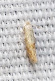 Moth - <i>Bucculatrix inusitata</i>