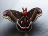 Cecropia Moth - <i>Hyalophora cecropia</i>