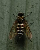 Snipe Fly - <i>Chrysopilus fasciatus</i>