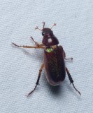 June Bug - <i>Dichelonyx</i>