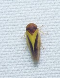 Leafhopper - <i>Oncopsis flavidorsum</i>