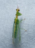 Green Mantisfly - <i>Zeugomantispa minuta</i>