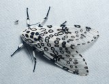 Great Leopard Moth - <i>Hypercompe scribonia</i>