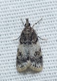 Moth - <i>Scoparia cinereomedia</i>