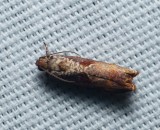 Maple Leaftier Moth - <i>Episimus tyrius</i>