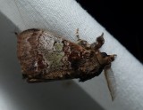 Yellow-based Tussock Moth - <i>Dasychira basiflava</i>