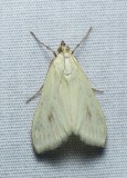 Carrot Seed Moth - <i>Sitochroa palealis</i>