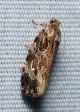 Macrame Moth - <i>Phaecasiophora confixana</i>