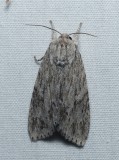 Smeared Dagger Moth - <i>Acronicta oblinita</i>