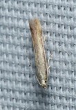 Moth - <i>Stereomita andropogonis</i>
