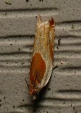 Moth - <i>Ancylis_fuscociliana</i>