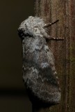 Variable Oakleaf Caterpillar Moth - <i>Lochmaeus_manteo</i>