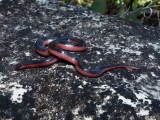 Western Worm Snake - <i>Carphophis vermis</i>