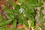 Dwarf ginseng (Panax trifolius)