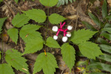 White baneberry (Actaea pachypoda)