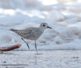 Grey Plover 