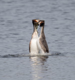 Great Crested Grebes 