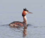 Great Crested Grebe 