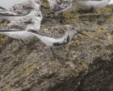 Dunlin 