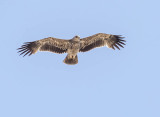 Eastern Imperial Eagle (3rd c year)