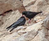 Red-billed Chough 