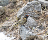 Red-fronted Serin 