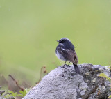 Blue-capped Redstart 